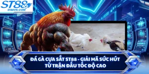 Đá Gà Cựa Sắt ST88 - Giải Mã Sức Hút Từ Trận Đấu Tốc Độ Cao