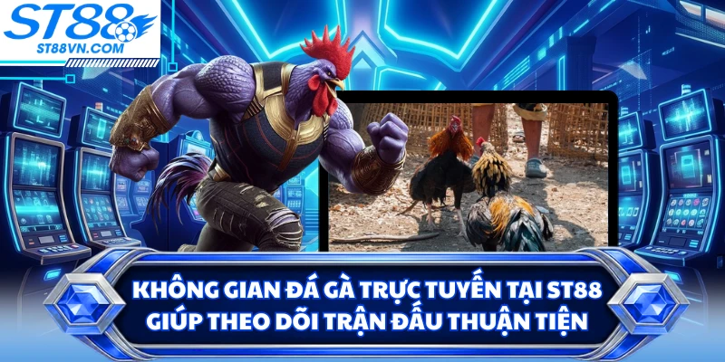 Không gian đá gà trực tuyến tại ST88 giúp theo dõi trận đấu thuận tiện