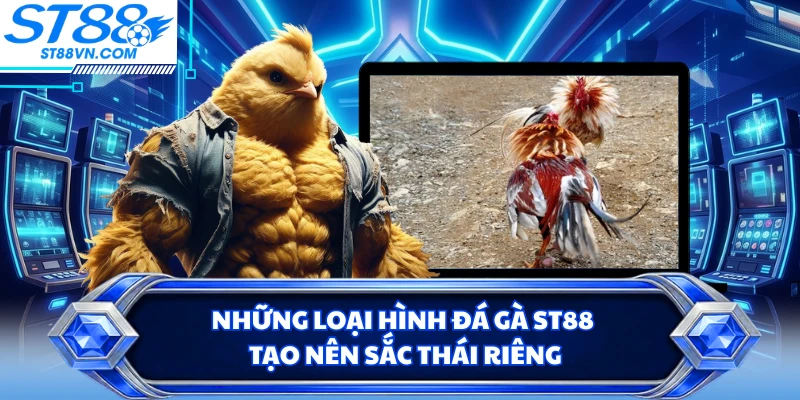 Những loại hình đá gà ST88 tạo nên sắc thái riêng
